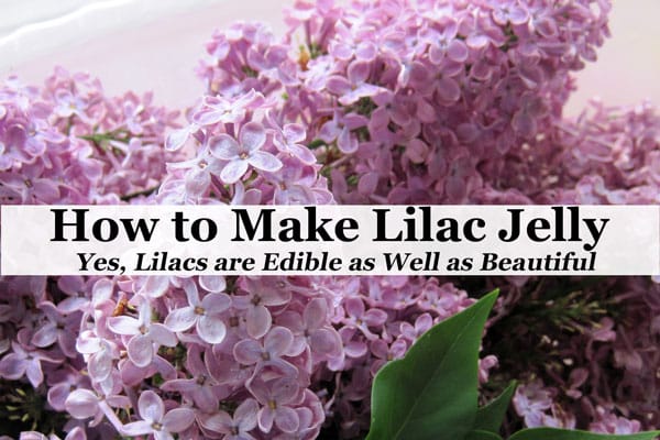 A cluster of lilac flowers with a text overlay. The text reads, "How to Make Lilac Jelly. Yes, Lilacs are Edible as Well as Beautiful." Discover the art of making flower jellies with this delightful treat.