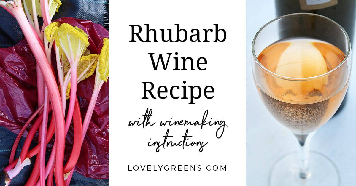 A bunch of fresh rhubarb with red stalks and yellow leaves sits next to a glass of pale wine. The text reads: "Rhubarb Wine Recipe with ways to preserve and use rhubarb." Visit "LOVELYGREENS.COM" for winemaking instructions and more.