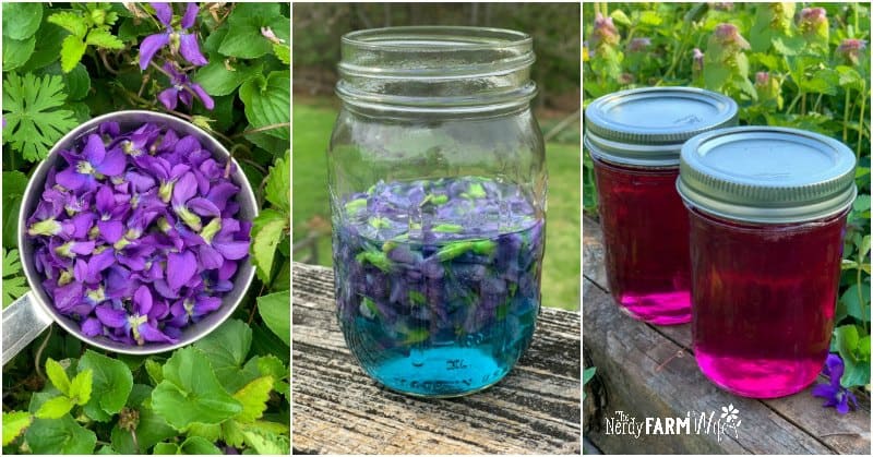 Collage of three images: a bowl filled with purple flowers, a jar with purple flowers steeping in blue liquid, and two jars filled with bright pink liquid—perfect inspirations to make flower jellies.