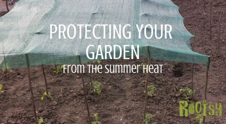 Easy Ways to Help Your Garden Survive Summer Heat - Rootsy Network