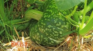 green pumpkin growing on a bed of straw mulch