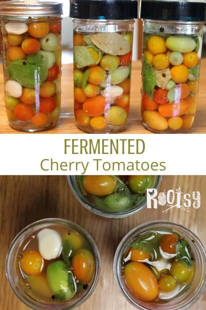 A collage of photos with a row of 3 jars of fermented tomatoes on top, text overlay in the middle, and open jars of fermented tomatoes as seen from above on the bottom. 