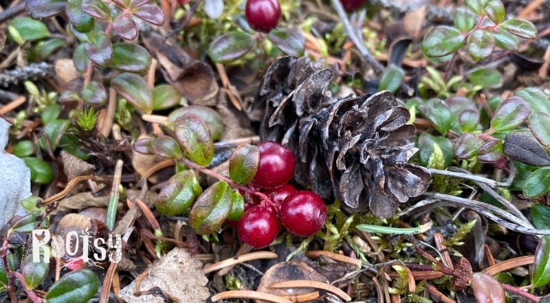 Lingonberry or Low Bush Cranberry