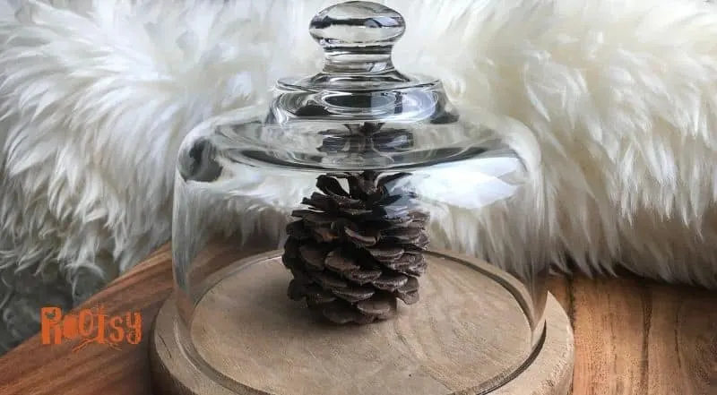 Pinecone under a glass cover