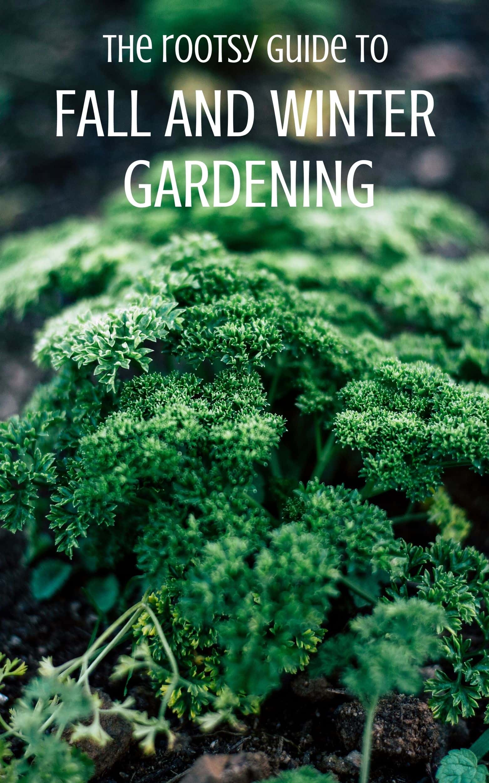 Close-up of lush green parsley plants in a garden bed, with the text "The Rootsy Guide to Fall and Winter Gardening" in white at the top. Perfect for those seeking gardening books to enhance their green thumb all year round.