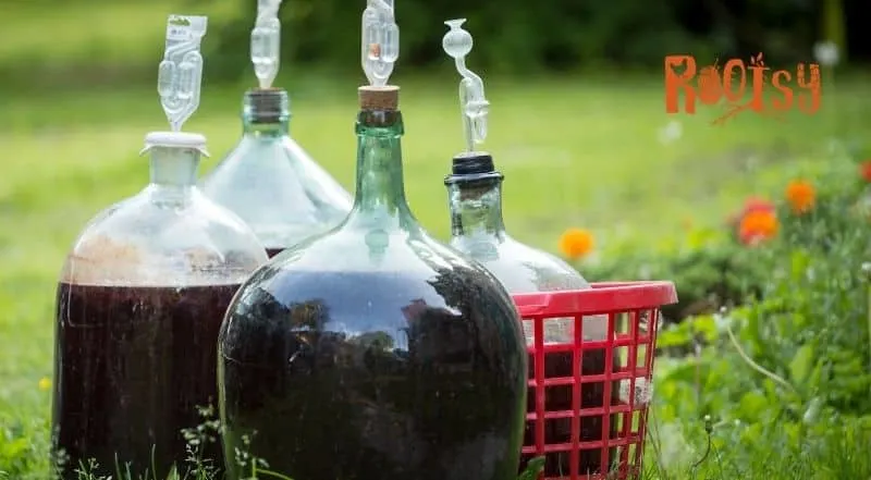 several gallon jugs of home brewed wine and mead