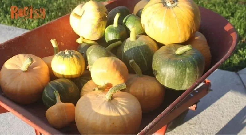 Pumpkins and winter squashes piled into a red wheelbarrow.