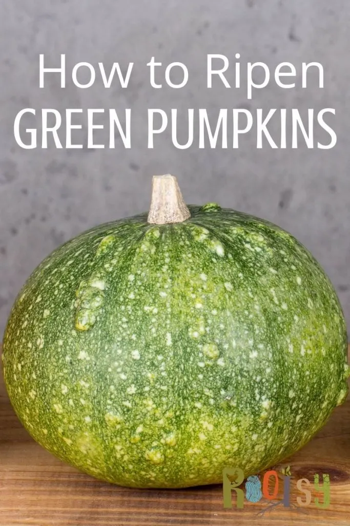 A green pumpkin sitting on a table with text overlay stating: how to ripen green pumpkins.