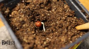 pregerminated seed being planted