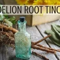 A bottle full of roots and liquid surrounded by dandelion roots, a basket of dandelion flowers, gloves and scissors with text overlay reading: dandelion root tincture.