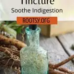 A bottle full of roots and liquid surrounded by dandelion roots, a basket of dandelion flowers, gloves and scissors with text overlay reading: dandelion root tincture - soothe indigestion
