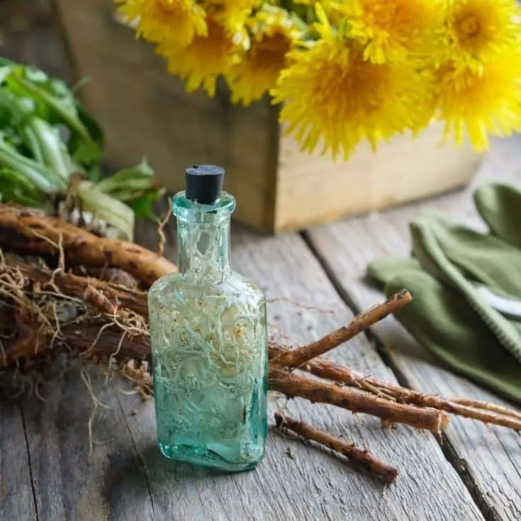 A bottle full of roots and liquid surrounded by dandelion roots, a basket of dandelion flowers, gloves and scissors.