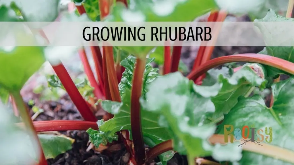 rhubarb plant