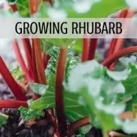 Growing Rhubarb with Rootsy