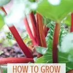 Learn how to plant, grow, and harvest rhubarb
