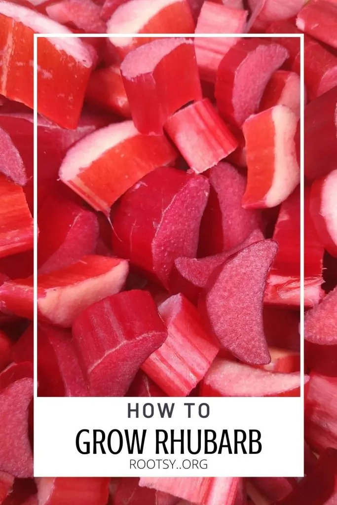 How to plant, grow, harvest, and preserve rhubarb with Rootsy