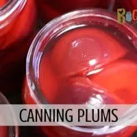 top view of an open jar of canned plums