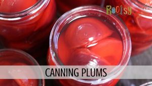 top view of an open jar of canned plums