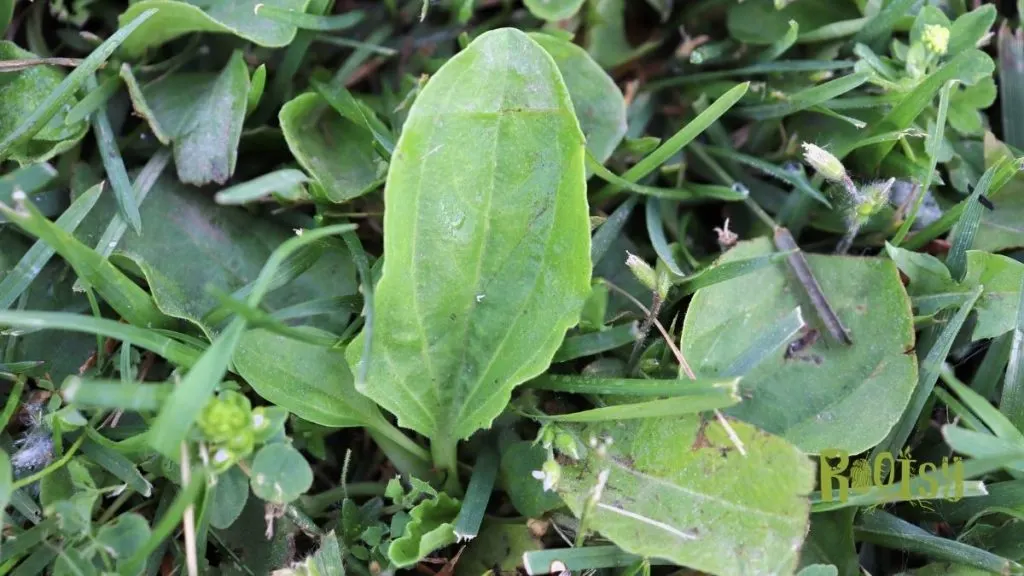 Plantain leaves growing in grass.