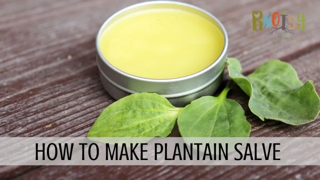 An open tin of salve surrounded by fresh plantain leaves with text overlay reading: how to make plantain salve.