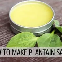 An open tin of plantain salve surrounded by fresh plantain leaves on a table with text overlay stating: how to make plantain salve.