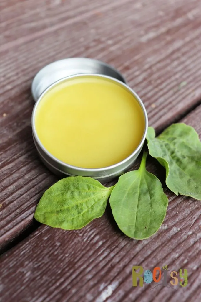 An open tin of salve showing the yellow salve inside, surrounded by fresh green plantain leaves.