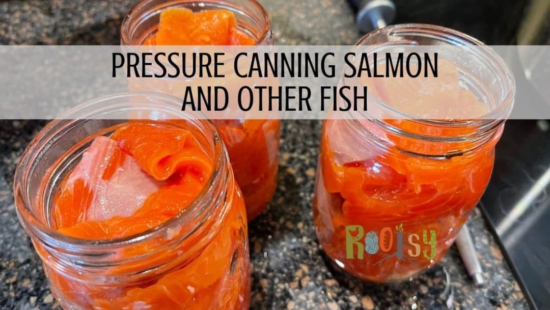 Safely Pressure Canning Salmon and other Fish Rootsy Network