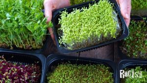 small containers of microgreens growing