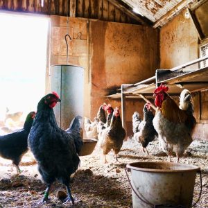 chickens in barn
