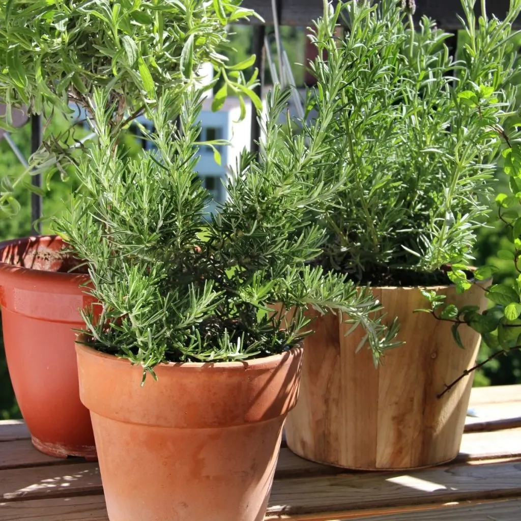 growing container herbs