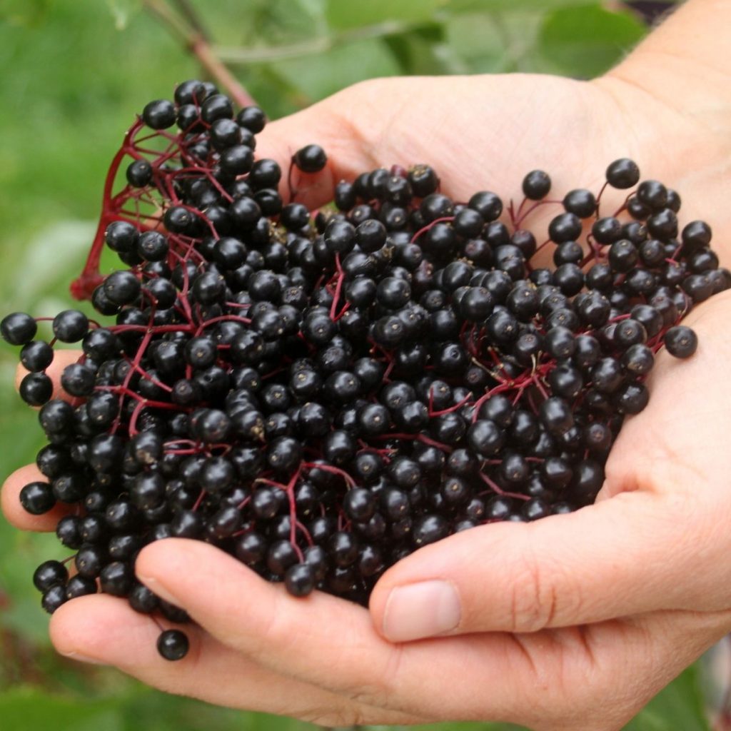 hands holding elderberry bunches