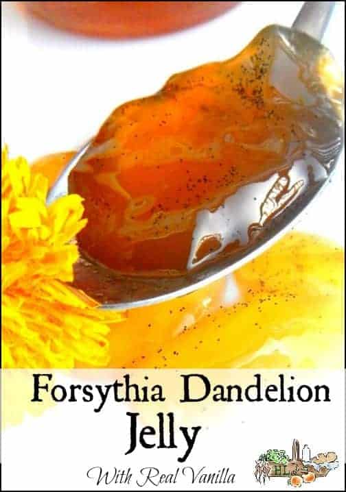 A spoonful of amber Forsythia Dandelion Jelly, with delicate vanilla flecks, sits next to a vibrant yellow dandelion on a pristine white background. Text at the bottom encourages you to "Make Flower Jellies: Forsythia Dandelion Jelly with Real Vanilla.