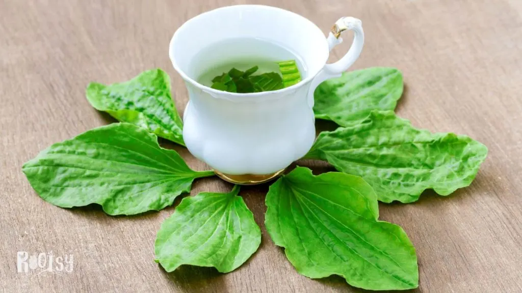 A white tea cup full of hot water and cut up leaves surrounded by fresh green plantain leaves.