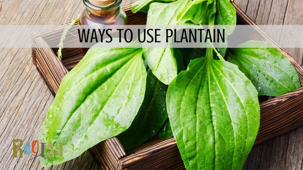 Fresh plantain leaves sitting in a box with a bottle of dark liquid. Text overlay reads: Ways to use Plantain.
