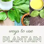 Three images stacked on top of a text overlay. First image is a tea cup with herbal tea, middle image is fresh plantain leaves with a container of dried leaves, last image is an open tin of yellow salve surrounded by fresh leaves. Text overlay reads: ways to use plantain.