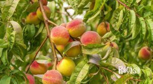 Ripe peaches with red and yellow hues hang from tree branches surrounded by green leaves. The sunlight highlights the vibrant colors of the fruit and foliage.