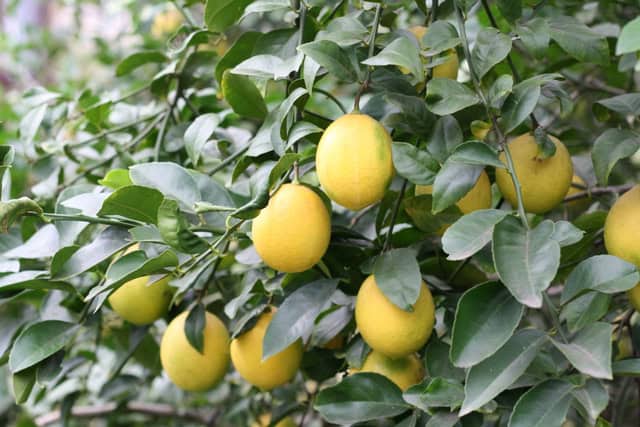 Several ripe yellow lemons hanging from the branches of a leafy green lemon tree.